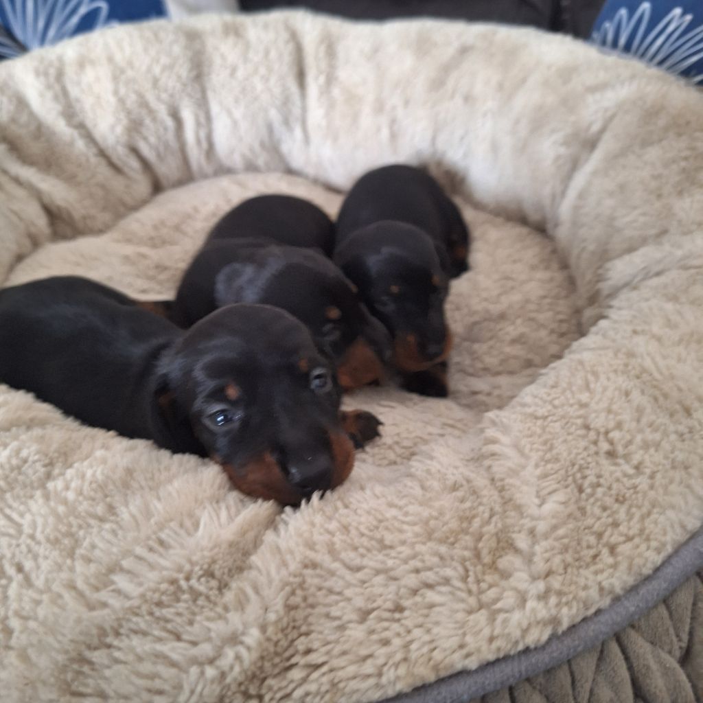 Des bébés Teckels Lof nain sont à réservé nés le 22/09/24